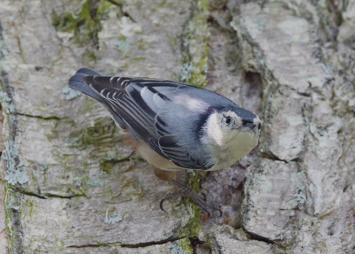 White-breasted Nuthatch - ML622974681