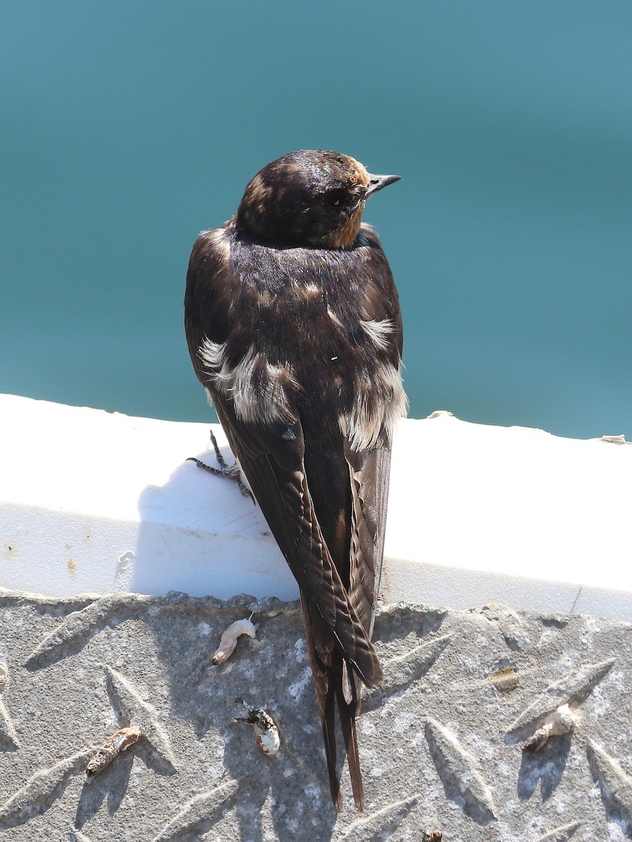 Barn Swallow - ML622974687