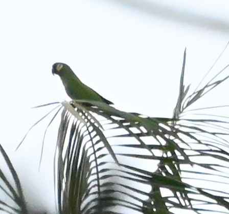 Blue-winged Macaw - ML622974693