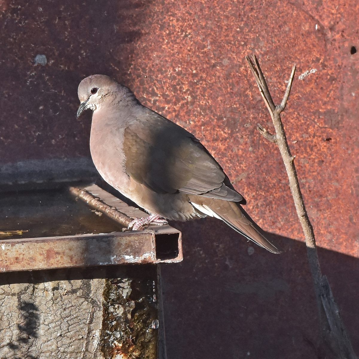 Large-tailed Dove - Carlos De Biagi