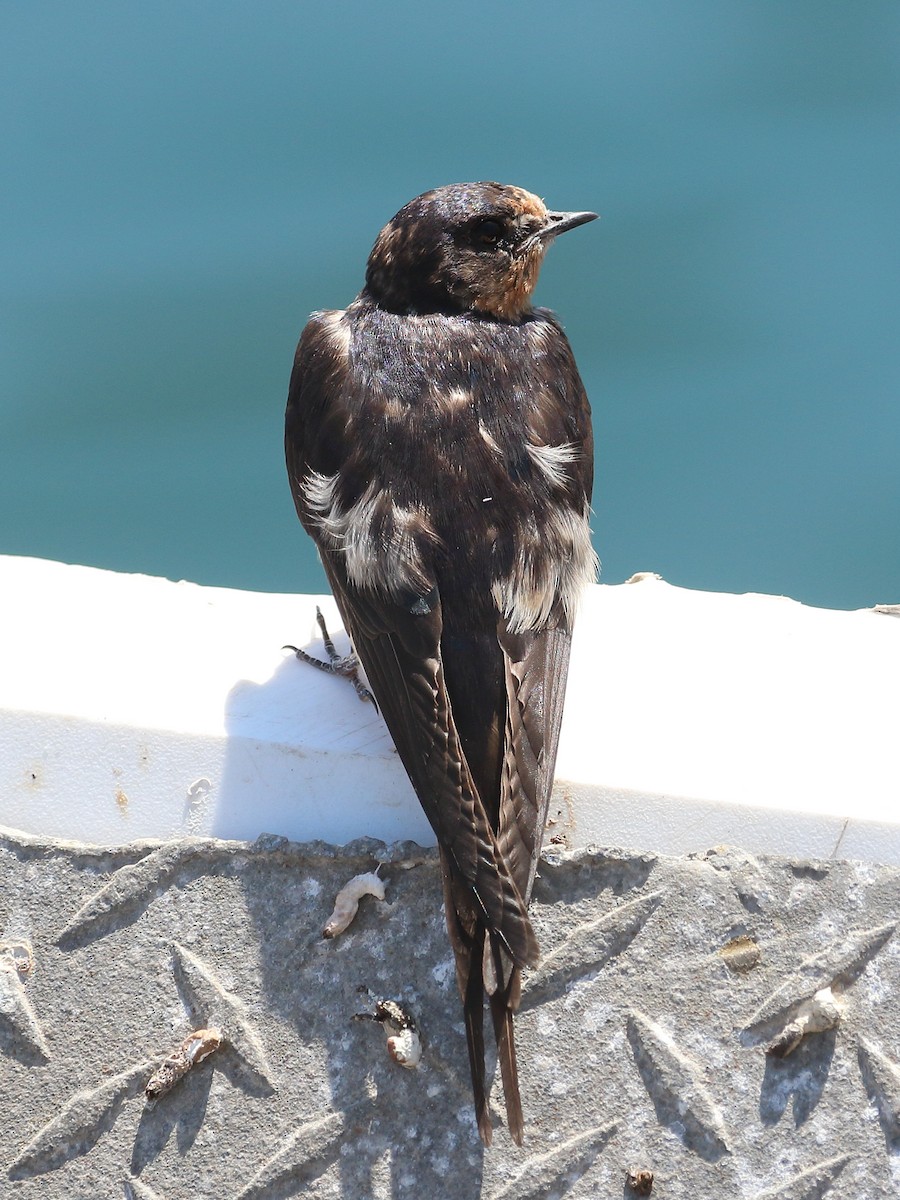 Barn Swallow - Jeffrey Fenwick