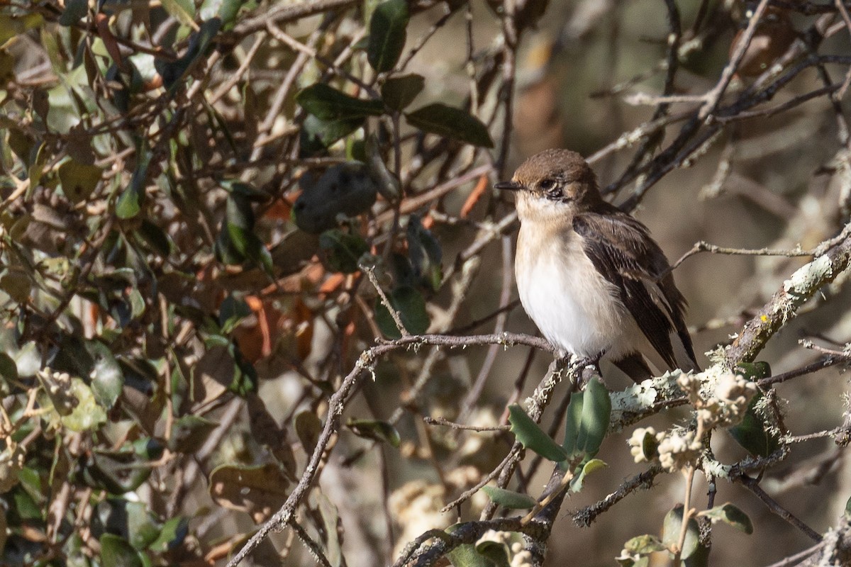 European Pied Flycatcher - ML622974731