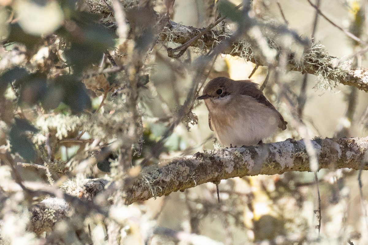 European Pied Flycatcher - ML622974732