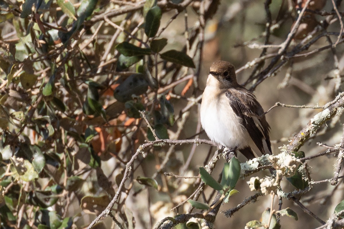 European Pied Flycatcher - ML622974733