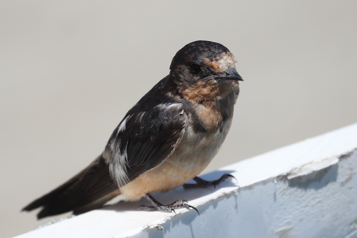 Barn Swallow - ML622974764