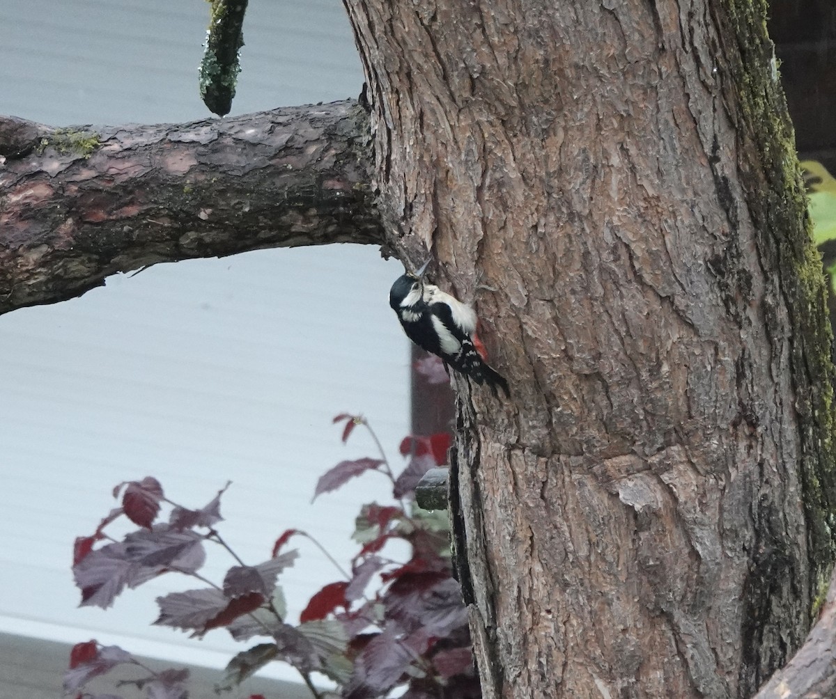Great Spotted Woodpecker - Sylvie Vanier🦩