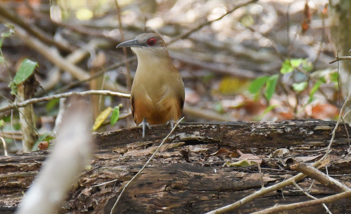 Great Lizard-Cuckoo (Cuban) - ML622974790