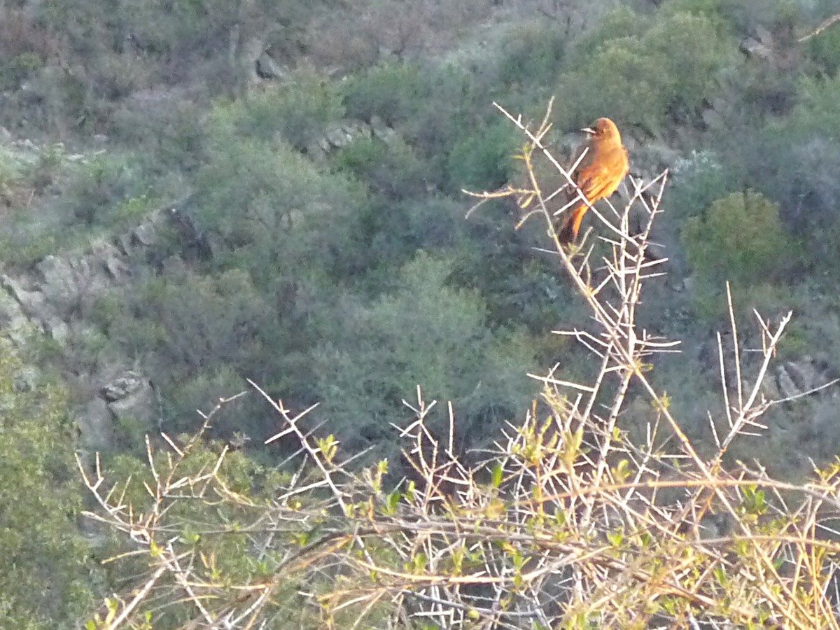 Cliff Flycatcher - Graciela Martinez