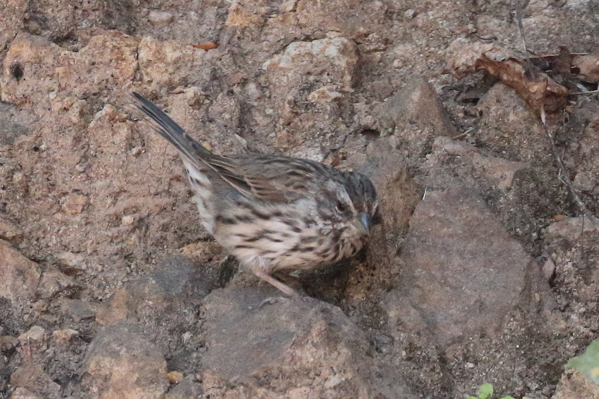 Song Sparrow - ML622974847