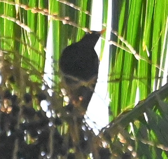 Yellow-legged Thrush - ML622974961