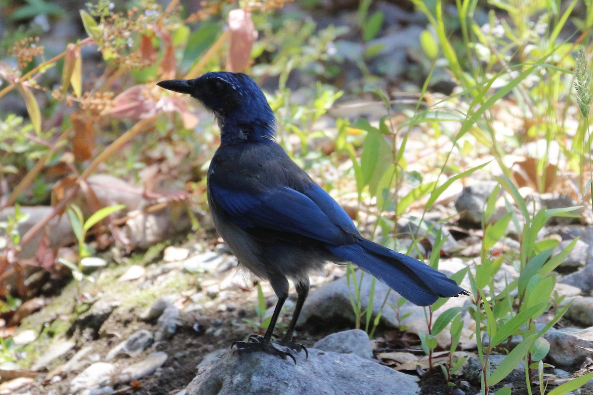 Island Scrub-Jay - ML622975012