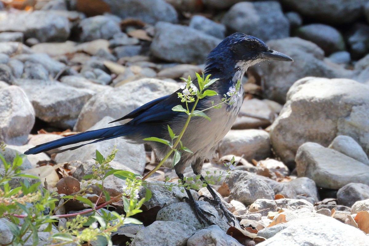 Island Scrub-Jay - ML622975057