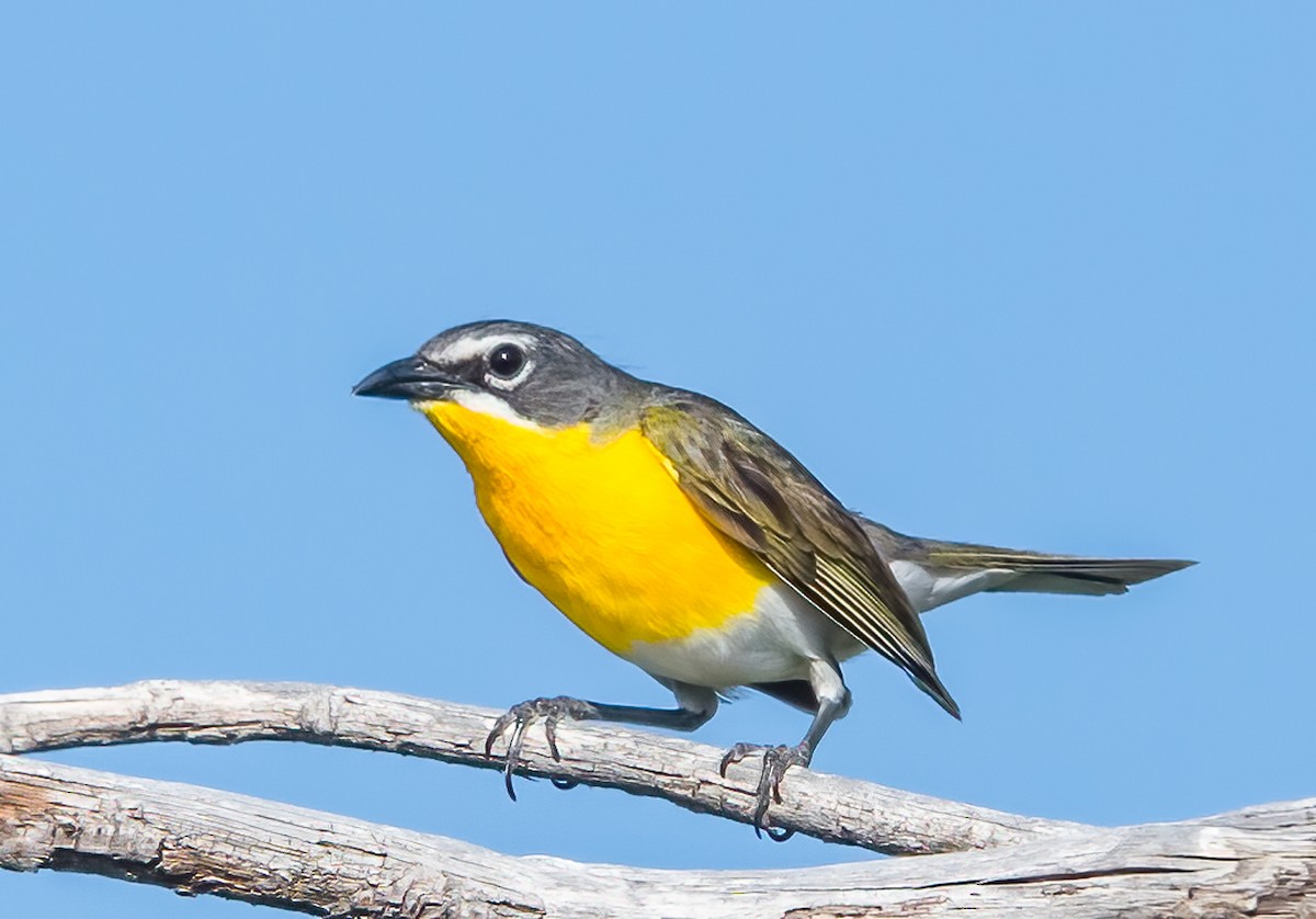 Yellow-breasted Chat - ML622975063