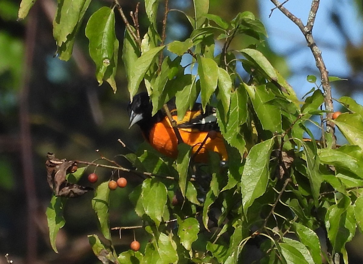 Baltimore Oriole - Mark DiGiovanni