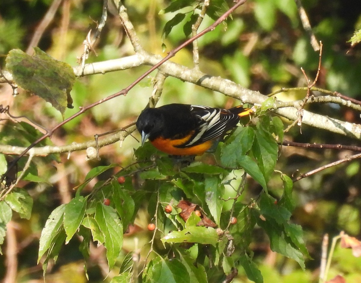 Baltimore Oriole - ML622975109