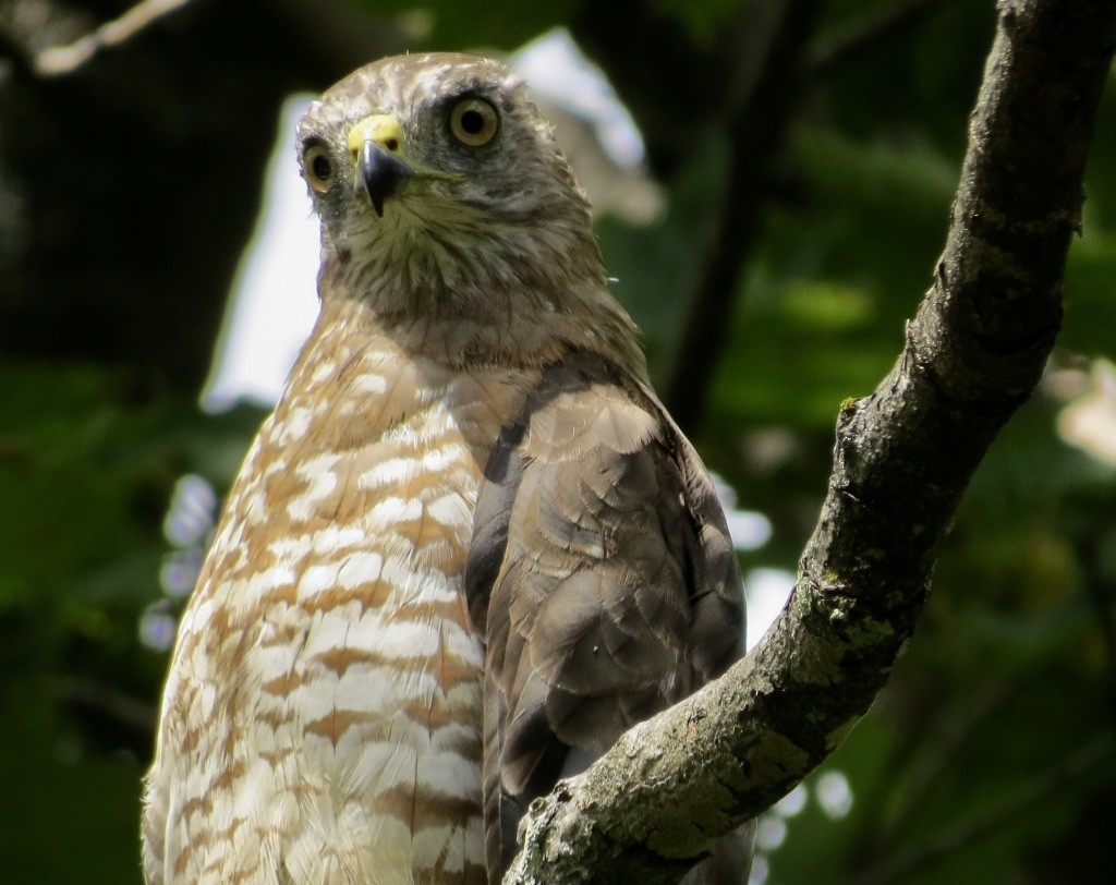 Broad-winged Hawk - ML622975129