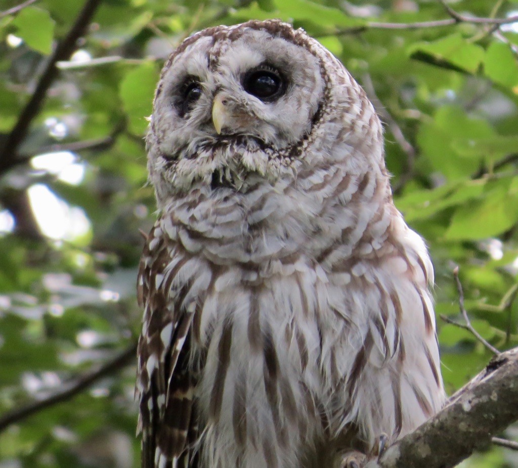 Barred Owl - ML622975138
