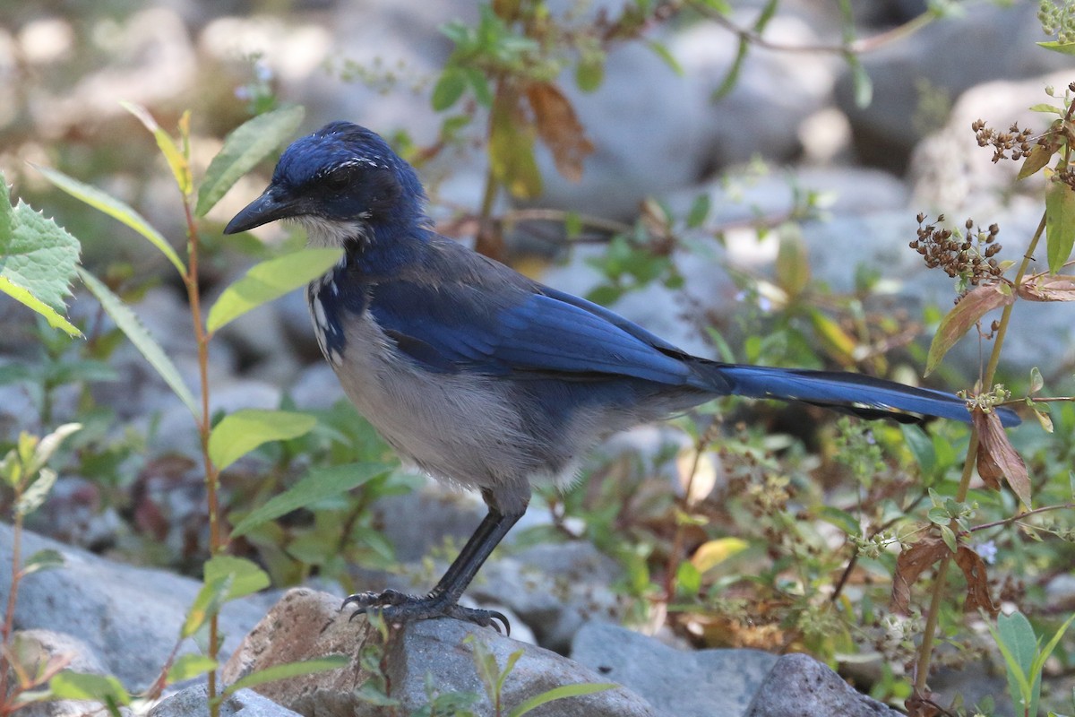 Island Scrub-Jay - ML622975142