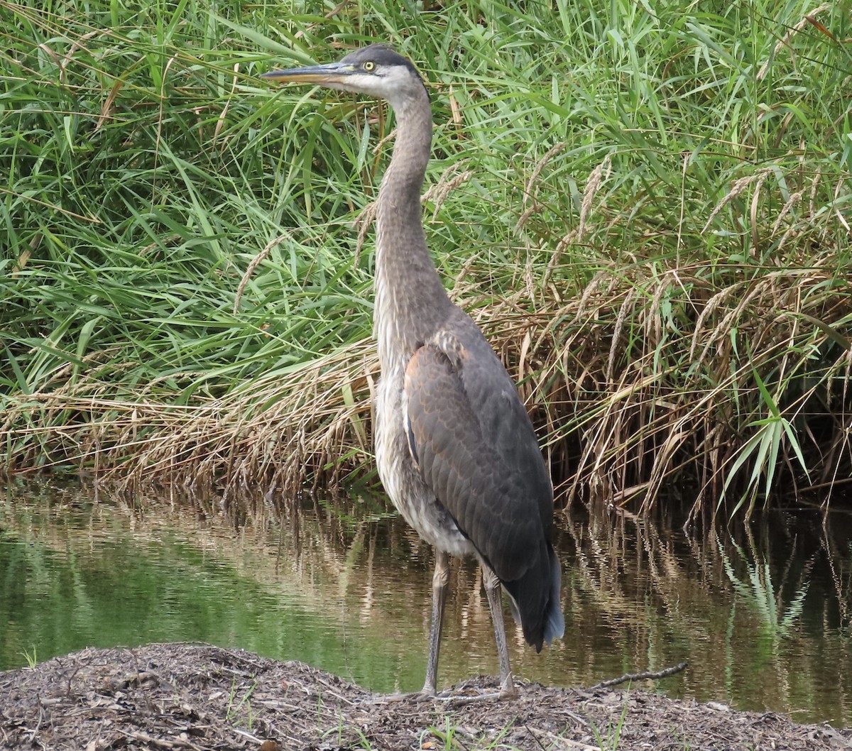 Great Blue Heron - ML622975178