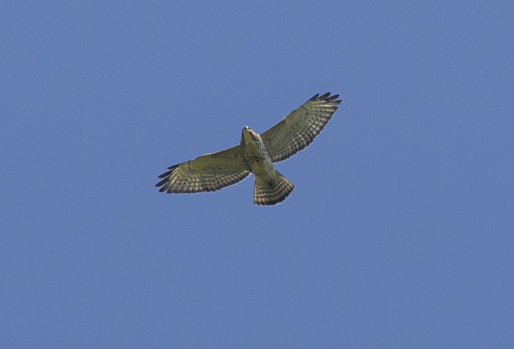 Broad-winged Hawk - ML622975213