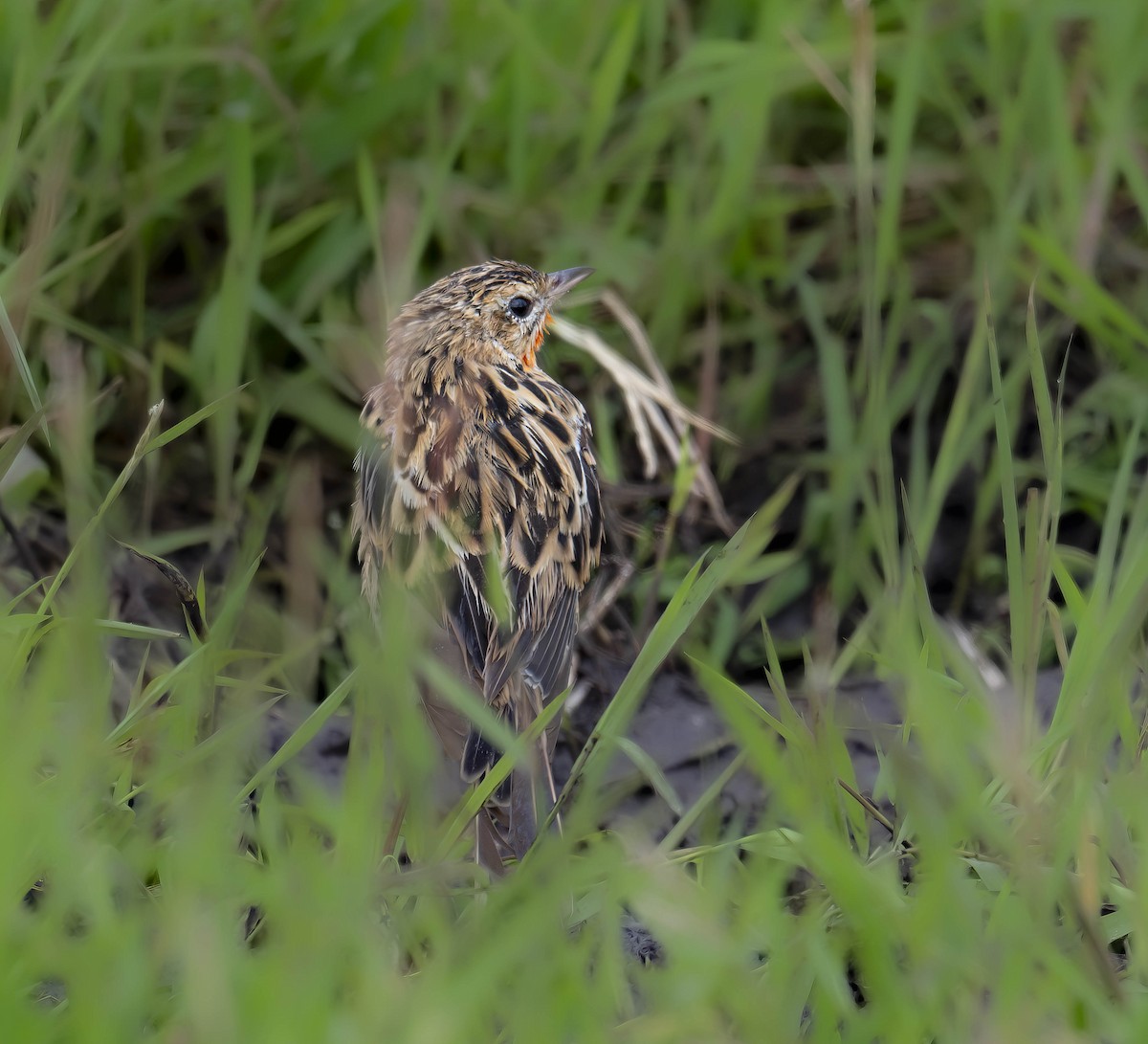 Rosy-throated Longclaw - ML622975216