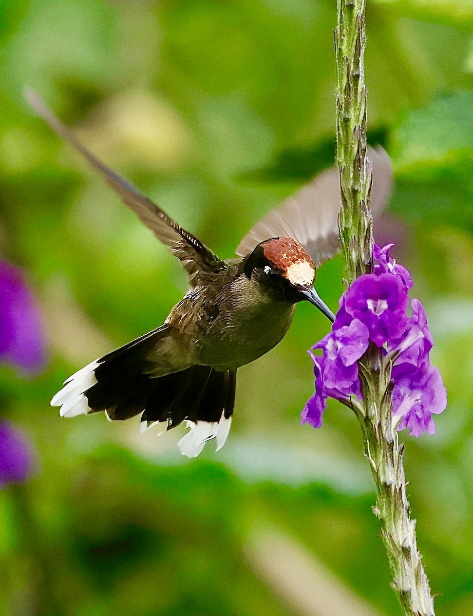 Tolima Blossomcrown - ML622975290