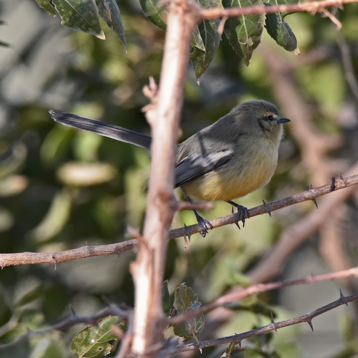 Greater Wagtail-Tyrant - ML622975308