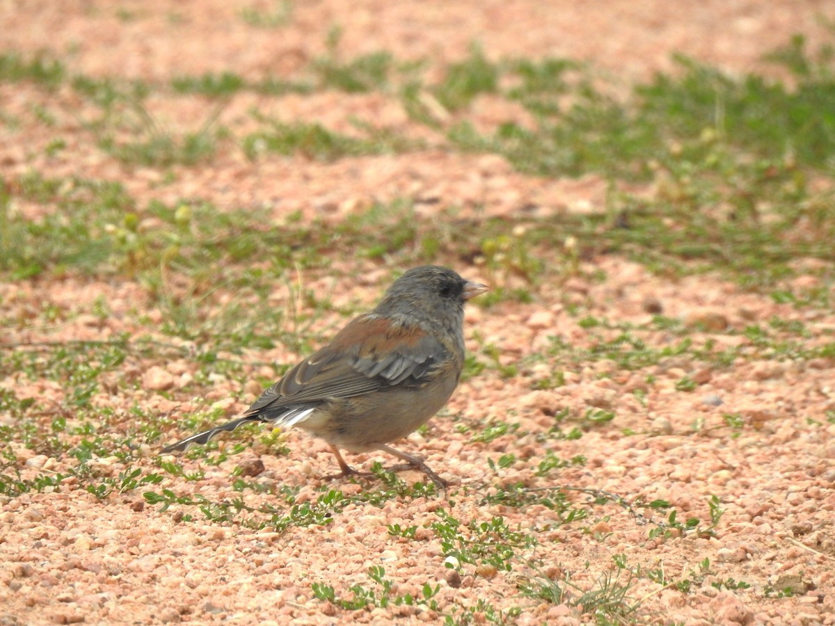 Dark-eyed Junco (Gray-headed) - ML622975374