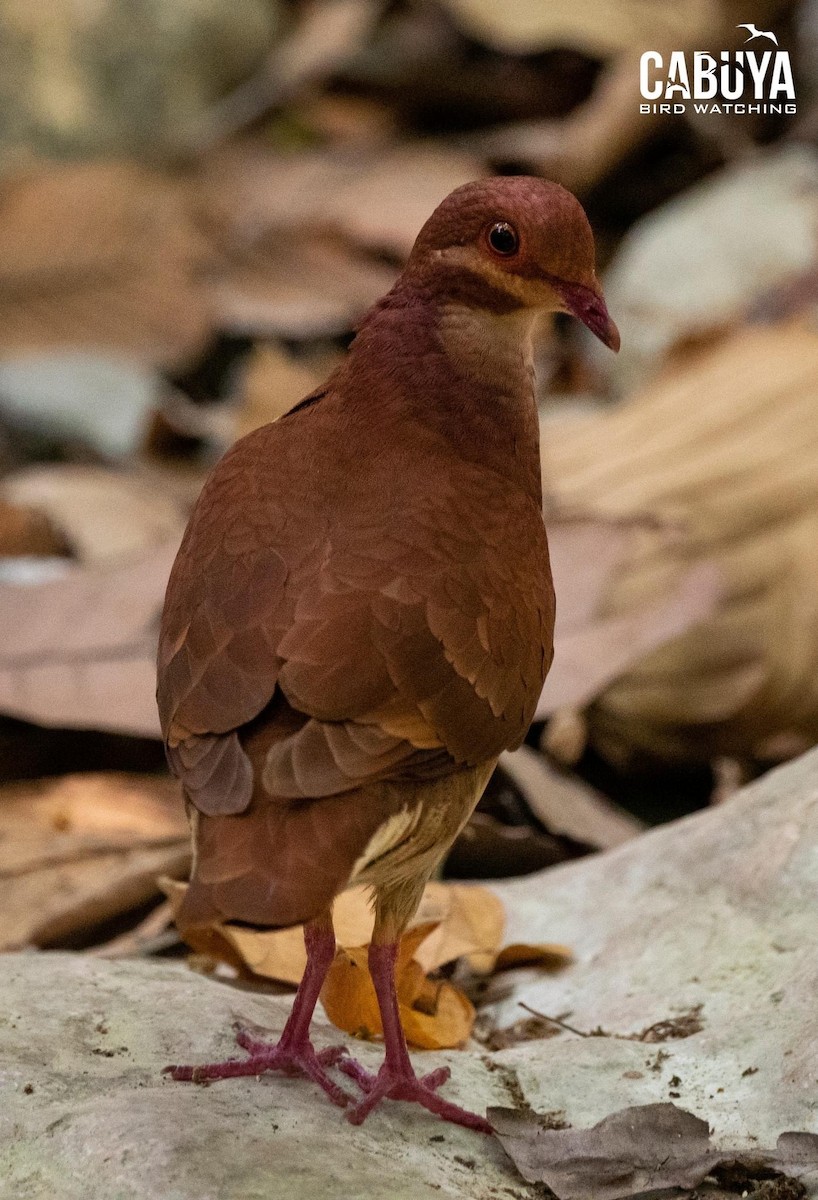 Ruddy Quail-Dove - ML622975404