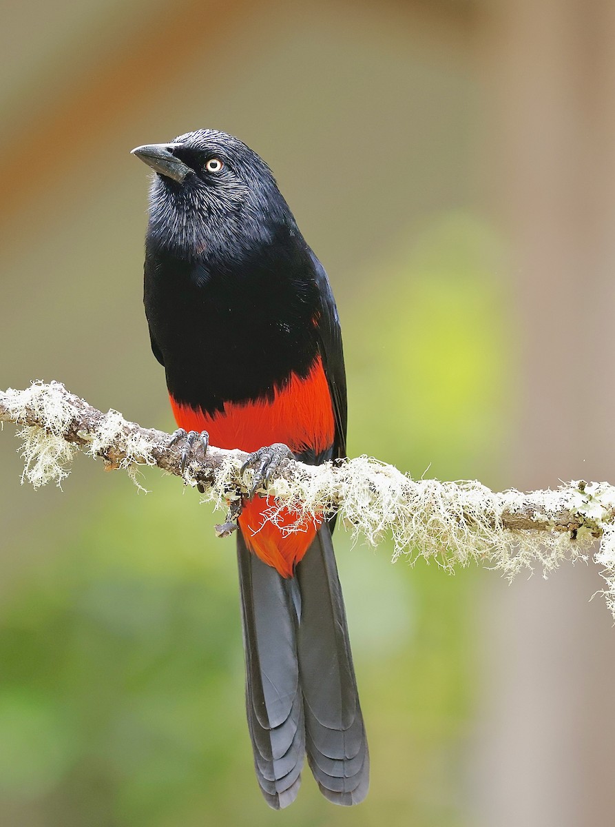 Red-bellied Grackle - ML622975415