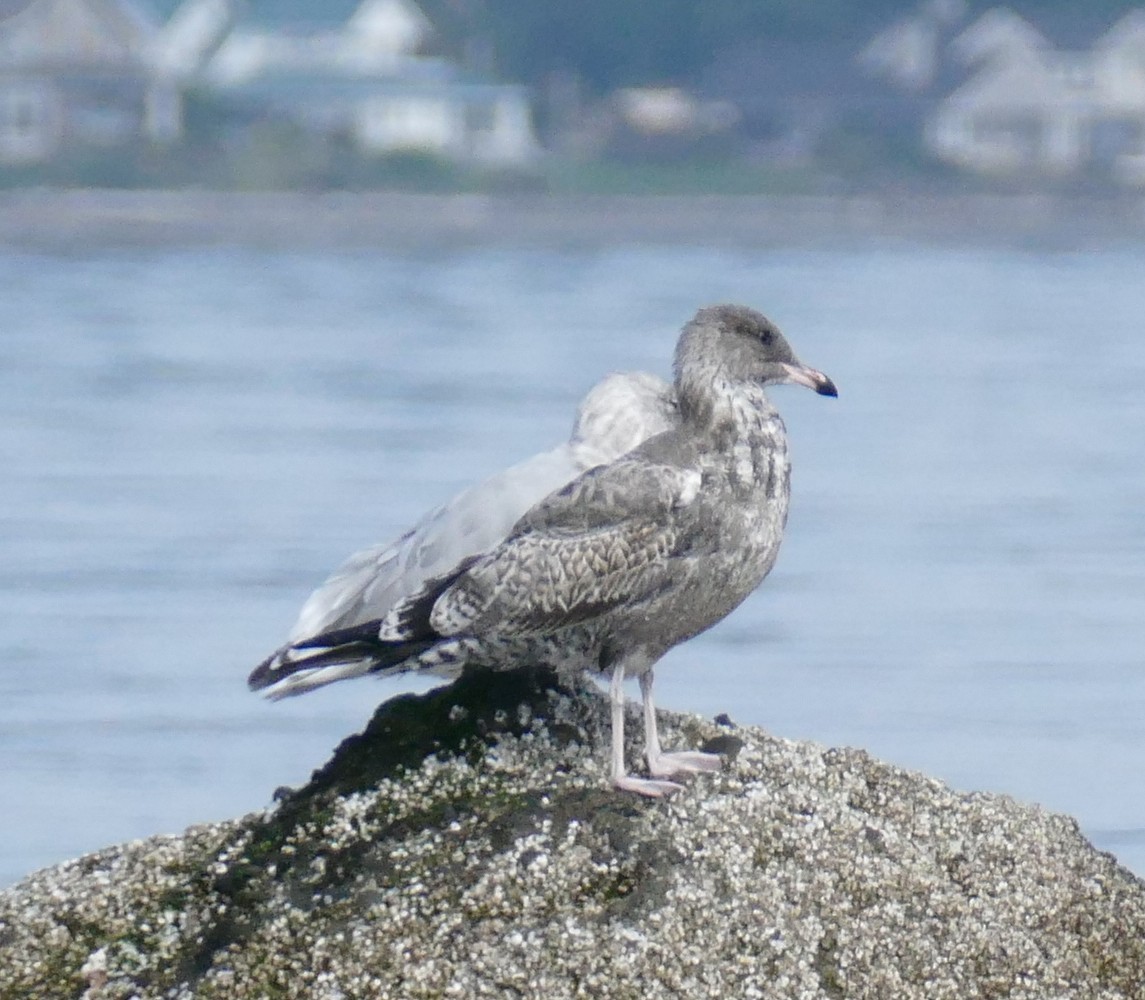 California Gull - ML622975425