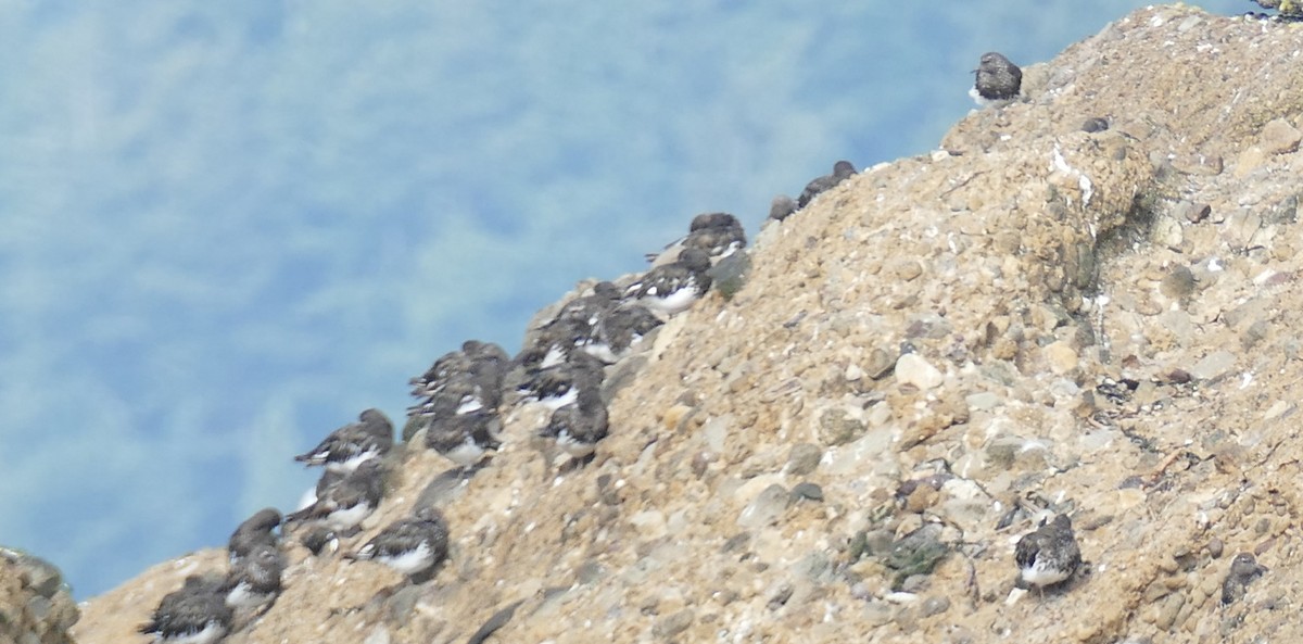 Black Turnstone - ML622975440