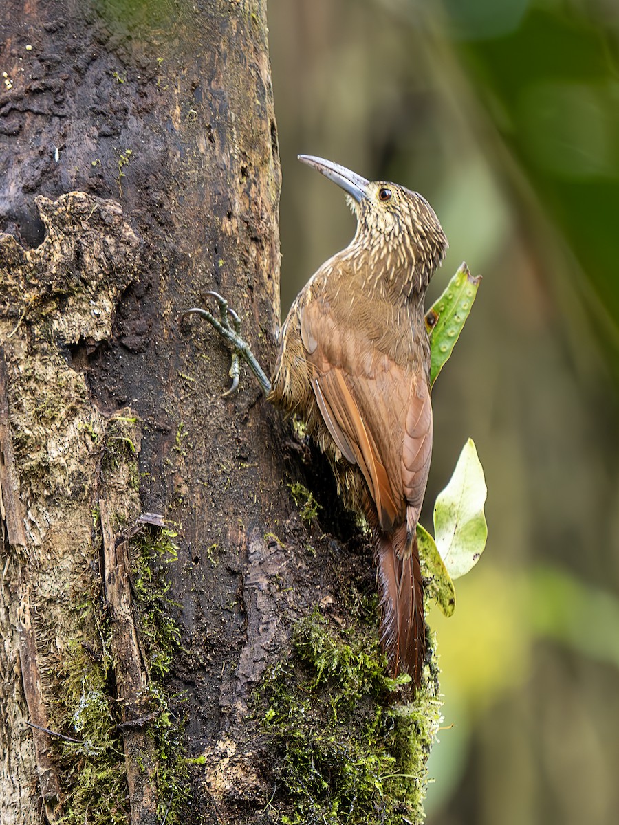 Strong-billed Woodcreeper (Andean/Northern) - ML622975450