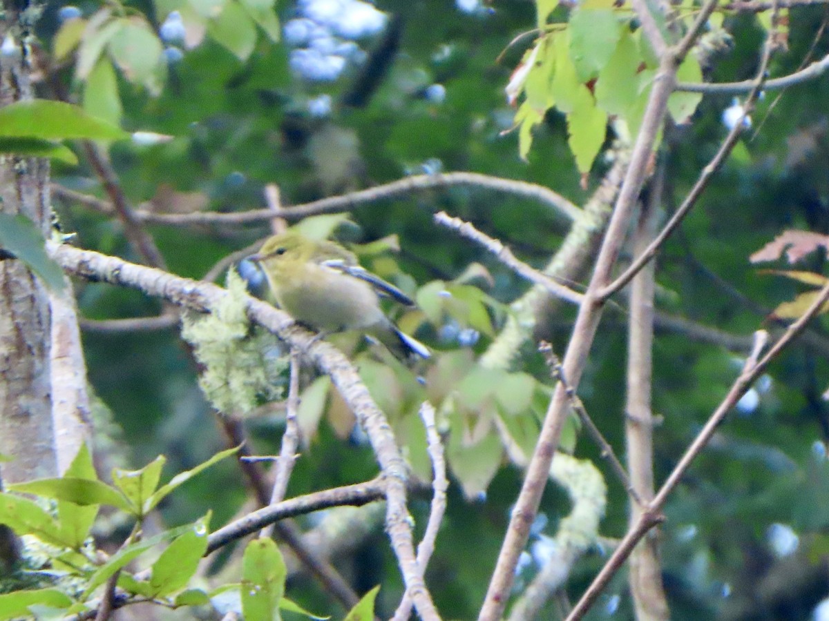 Bay-breasted Warbler - ML622975506