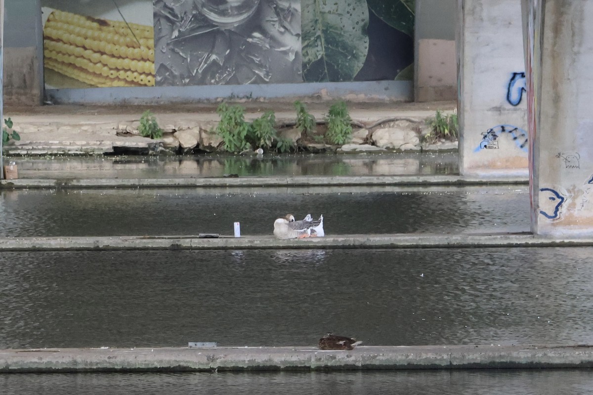 Swan Goose (Domestic type) - ML622975511