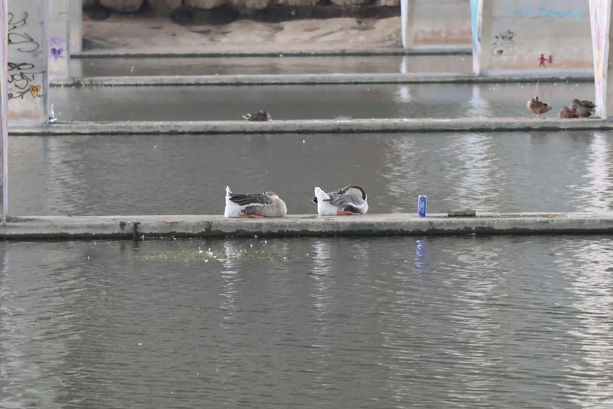 Swan Goose (Domestic type) - ML622975512