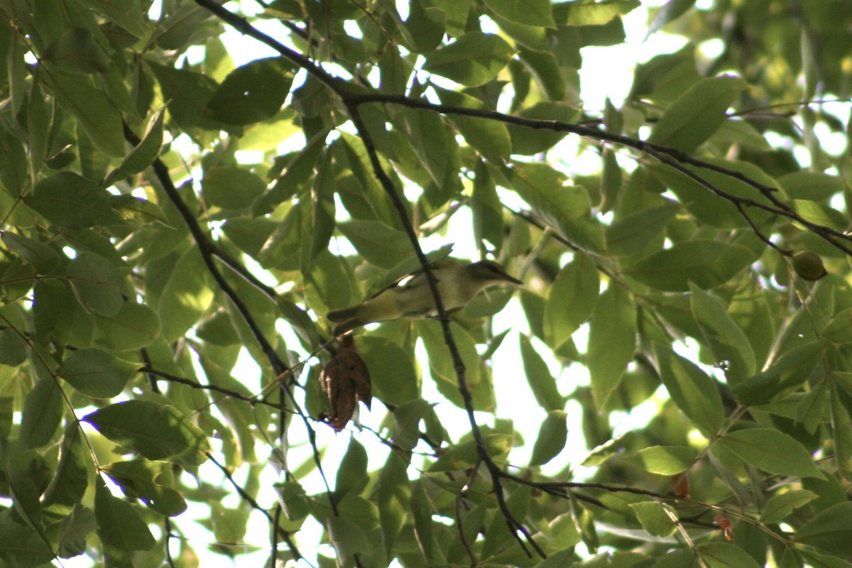 Black-whiskered Vireo - ML622975543