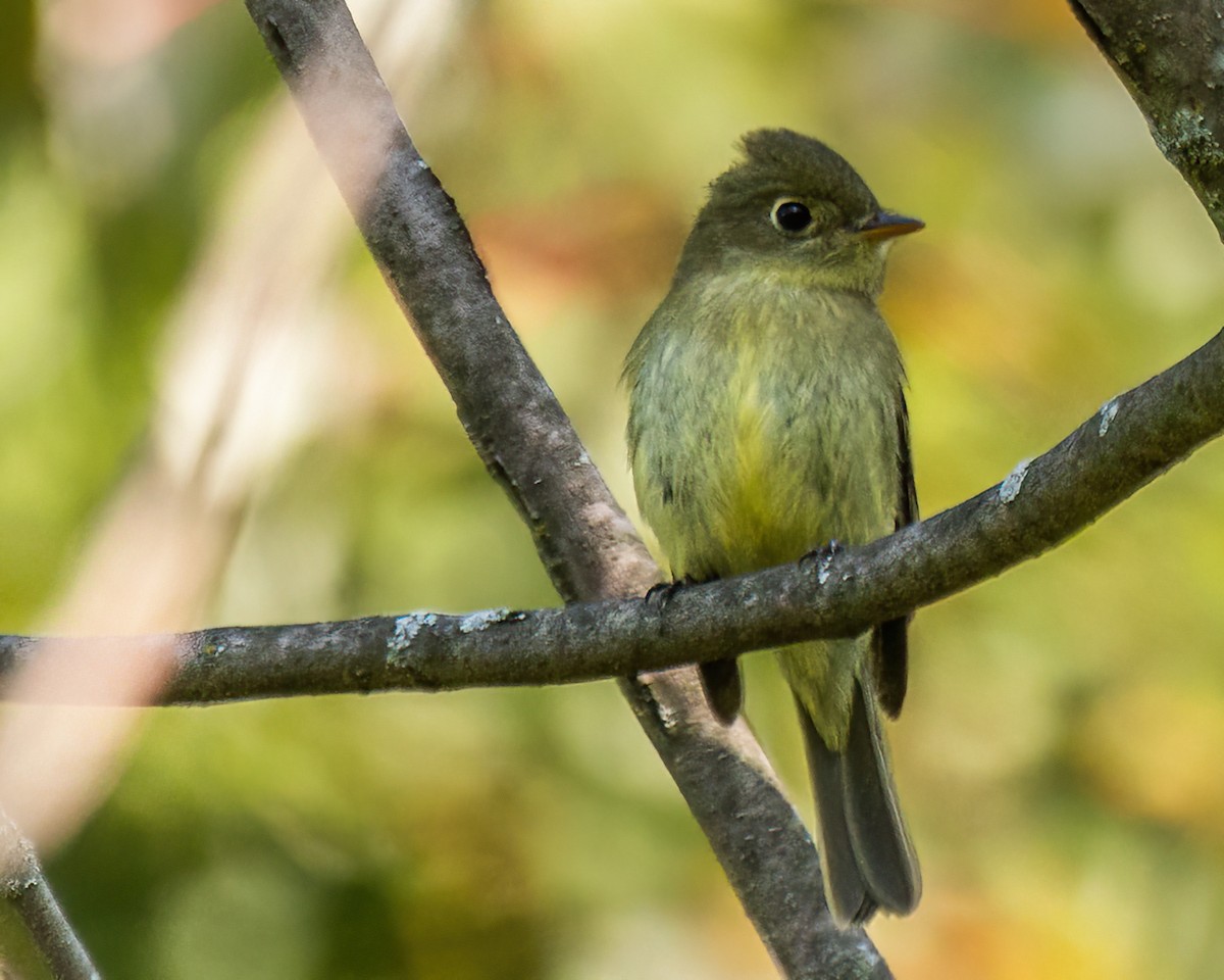 Yellow-bellied Flycatcher - ML622975598