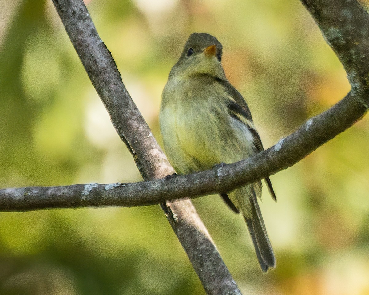 Yellow-bellied Flycatcher - ML622975599