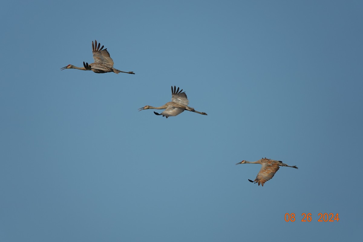 Sandhill Crane - ML622975602