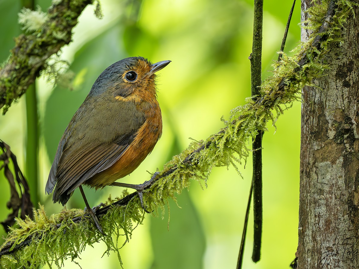 Slate-crowned Antpitta - ML622975606