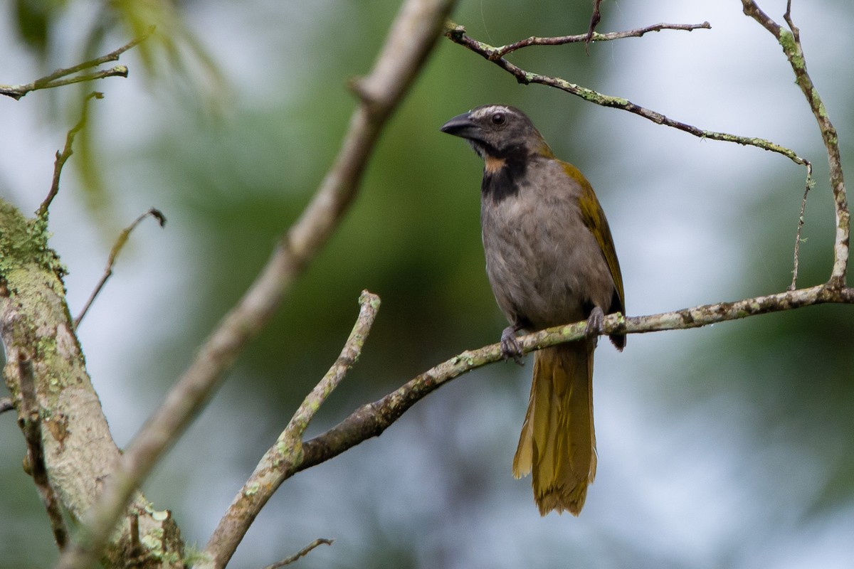 Buff-throated Saltator - ML622975620