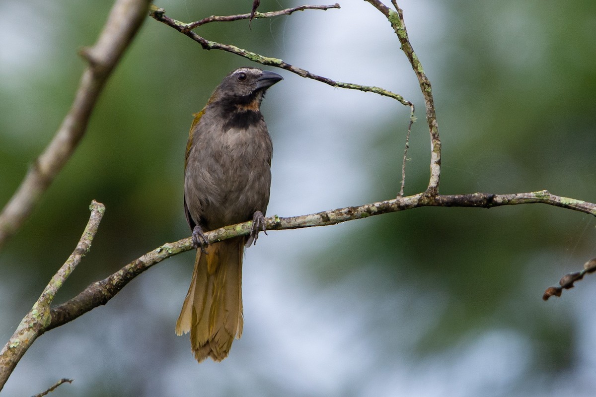 Buff-throated Saltator - ML622975621