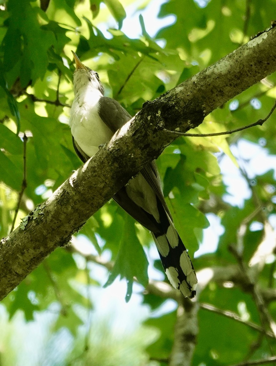 Yellow-billed Cuckoo - Jill Punches