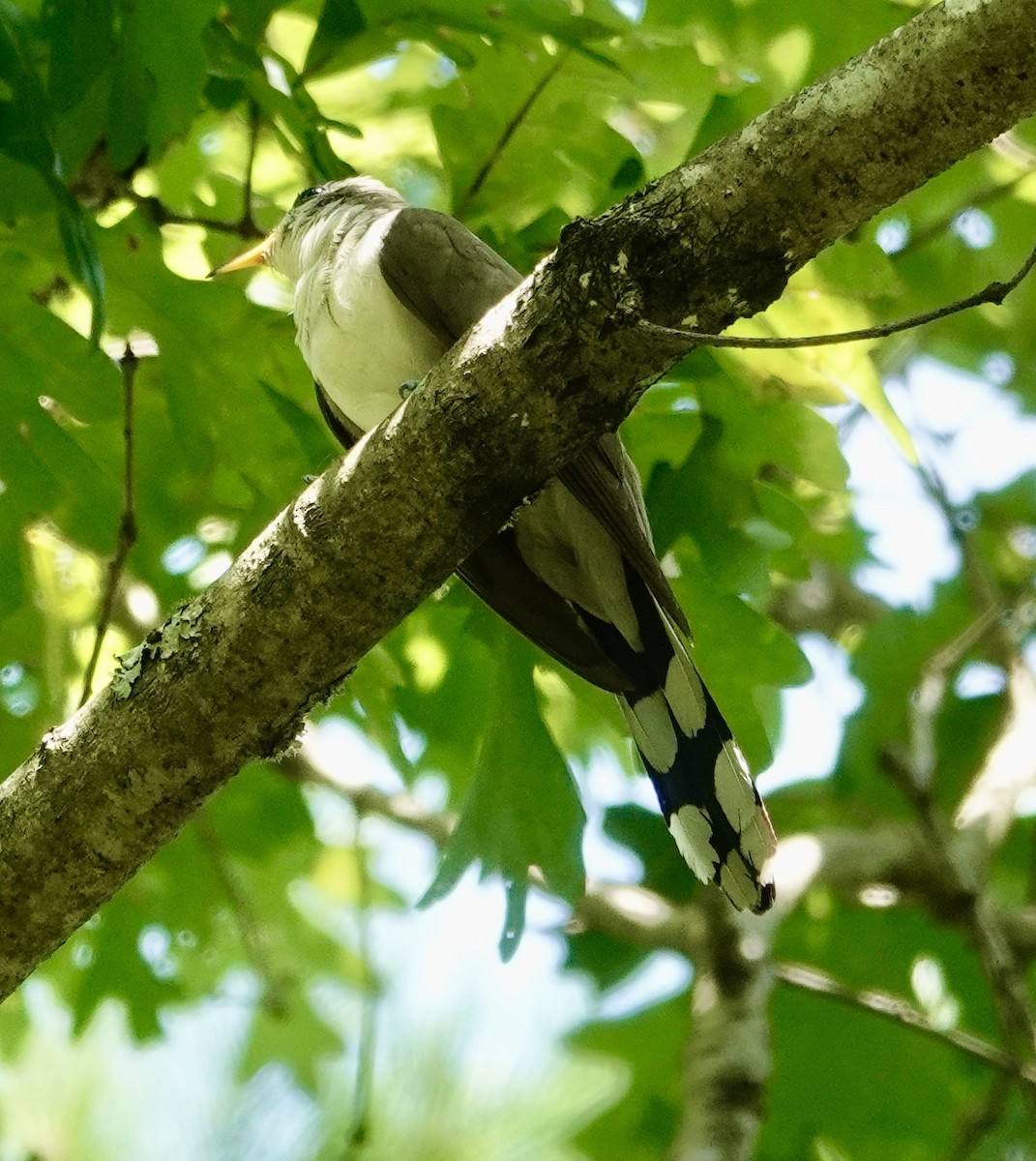 Yellow-billed Cuckoo - Jill Punches