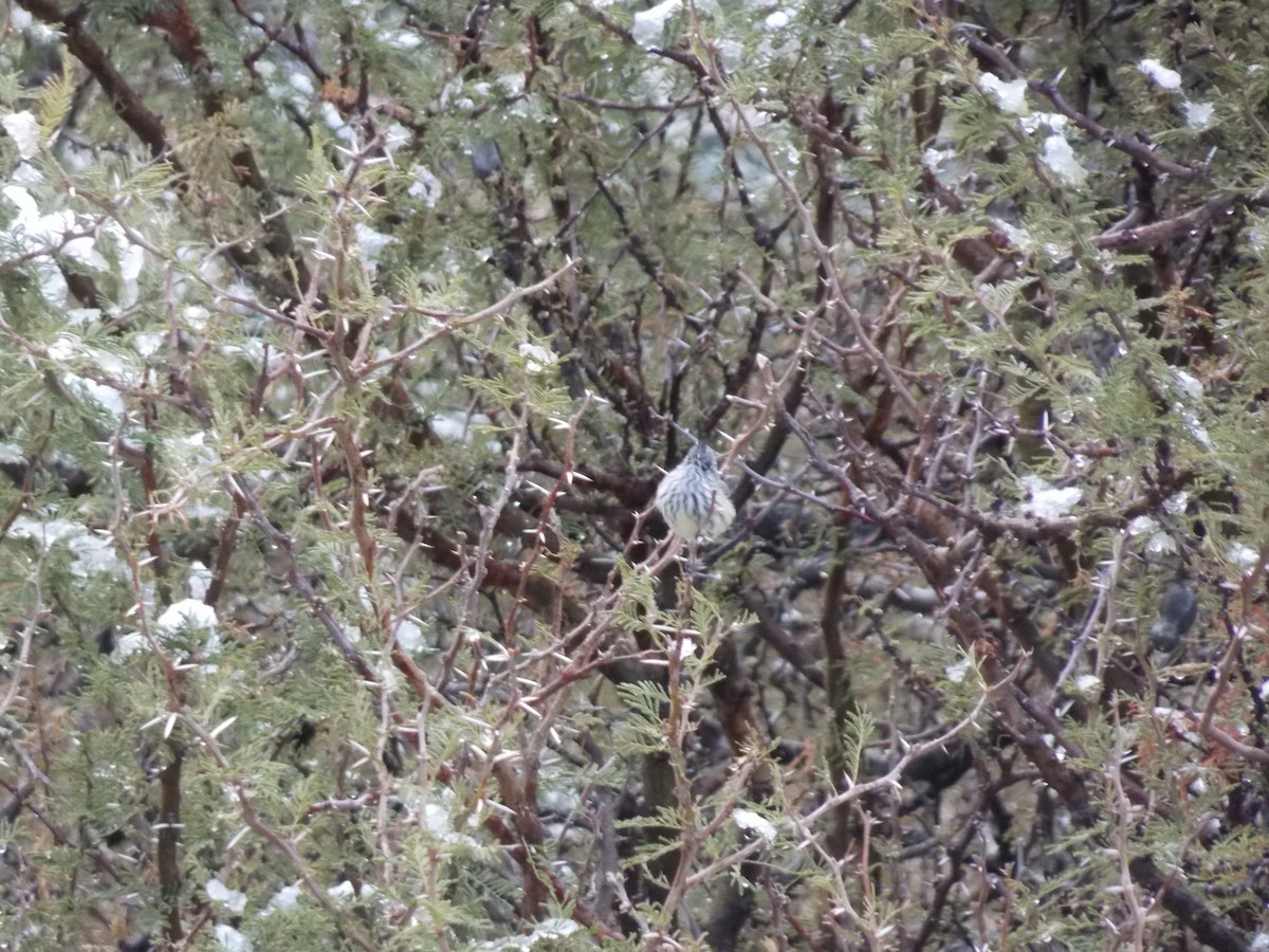 Tufted Tit-Tyrant - ML622975762