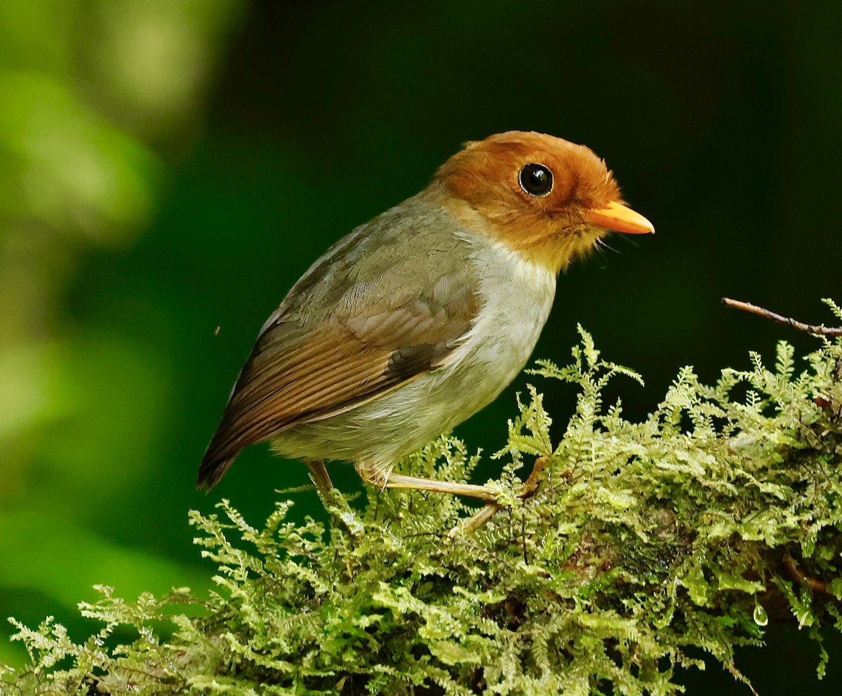 Hooded Antpitta - Jan Hansen