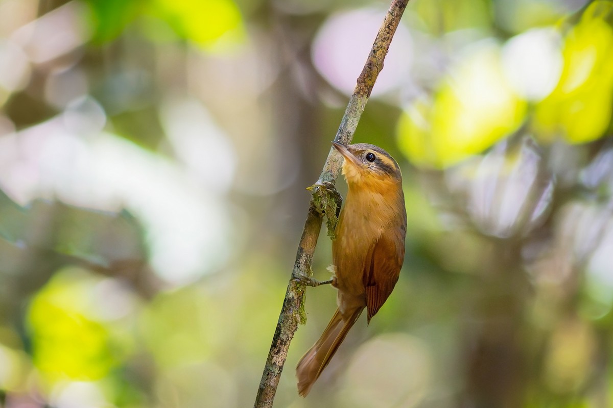 Ochre-breasted Foliage-gleaner - ML622975849