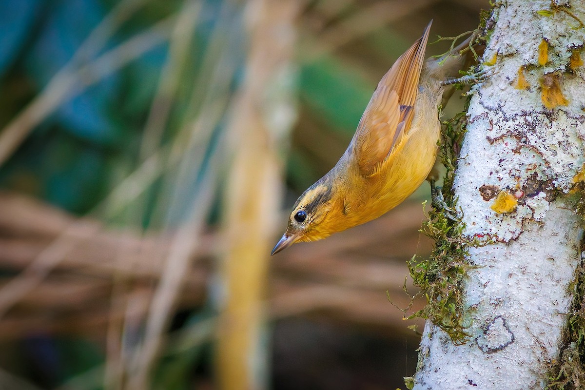 Ochre-breasted Foliage-gleaner - ML622975850