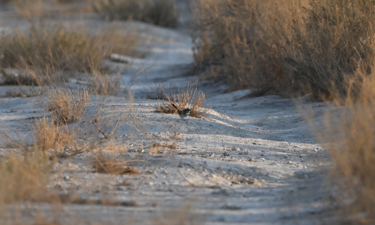 Bell's Sparrow - ML622975862